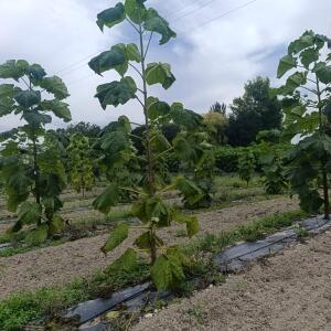 Paulownia en France