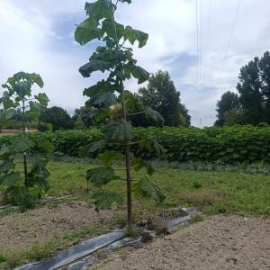 Paulownia en France