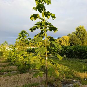Paulownia en France