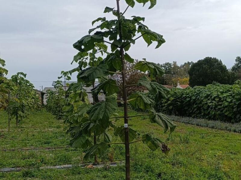Paulownia en France