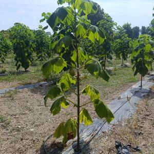 Paulownia en France