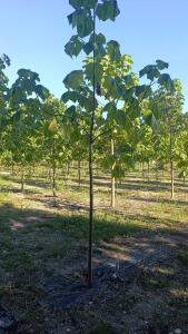 Paulownia en France