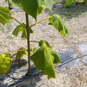 Paulownia en France
