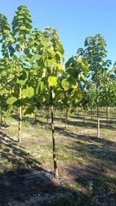 Paulownia en France