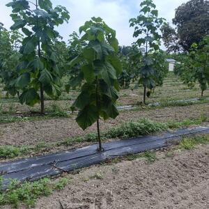 Paulownia en France