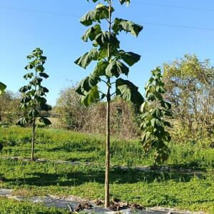 Paulownia en France - 17 October 2025