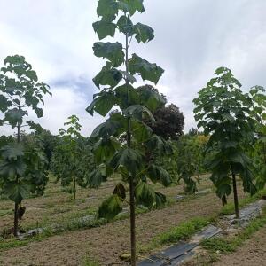 Paulownia en France