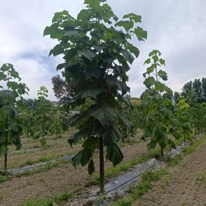 Paulownia en France