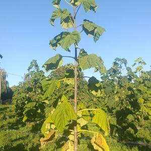 Paulownia en France - 17 October 2025