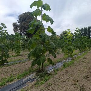 Paulownia en France