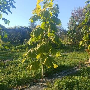 Paulownia en France - 17 October 2025