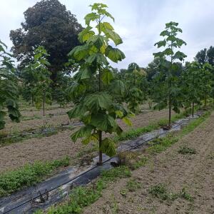 Paulownia en France