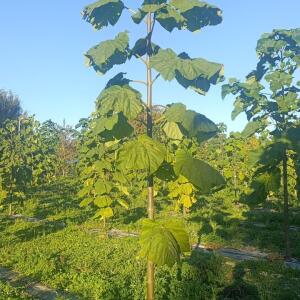 Paulownia en France