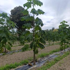 Paulownia en France