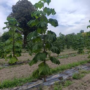 Paulownia en France