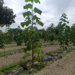 Paulownia en France