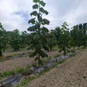 Paulownia en France