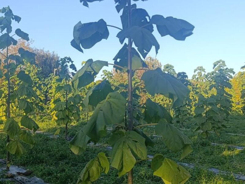 Paulownia en France