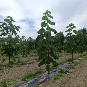 Paulownia en France