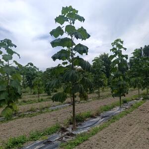 Paulownia en France