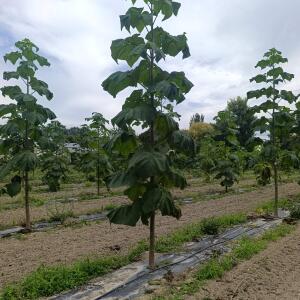 Paulownia en France