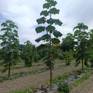 Paulownia en France