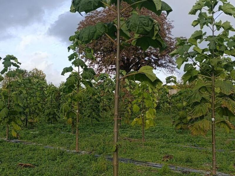 Paulownia en France