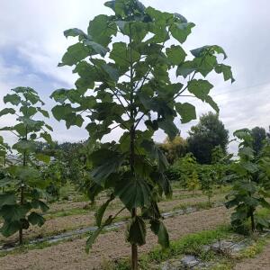 Paulownia en France