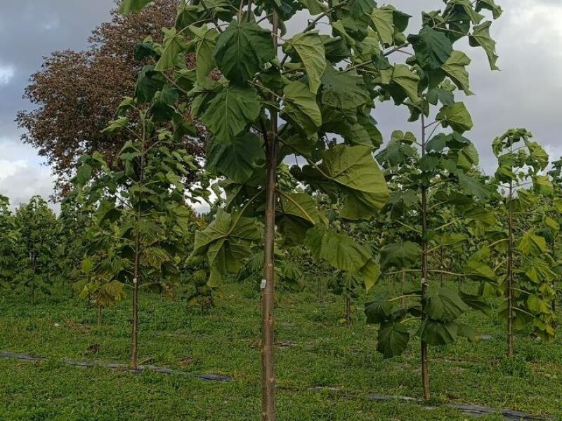 Paulownia en France