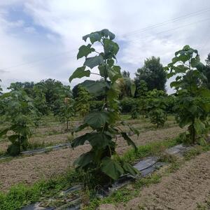 Paulownia en France