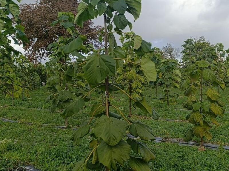 Paulownia en France