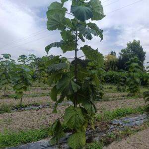 Paulownia en France