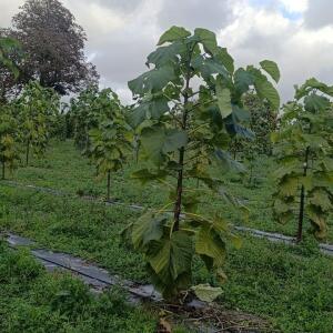 Paulownia en France