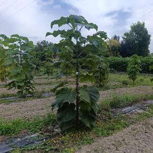 Paulownia en France