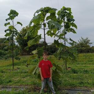 Paulownia en France