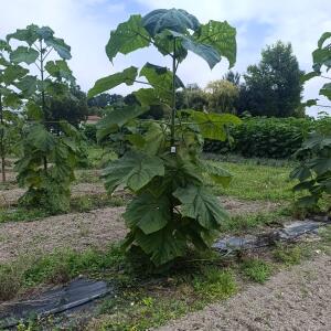 Paulownia en France