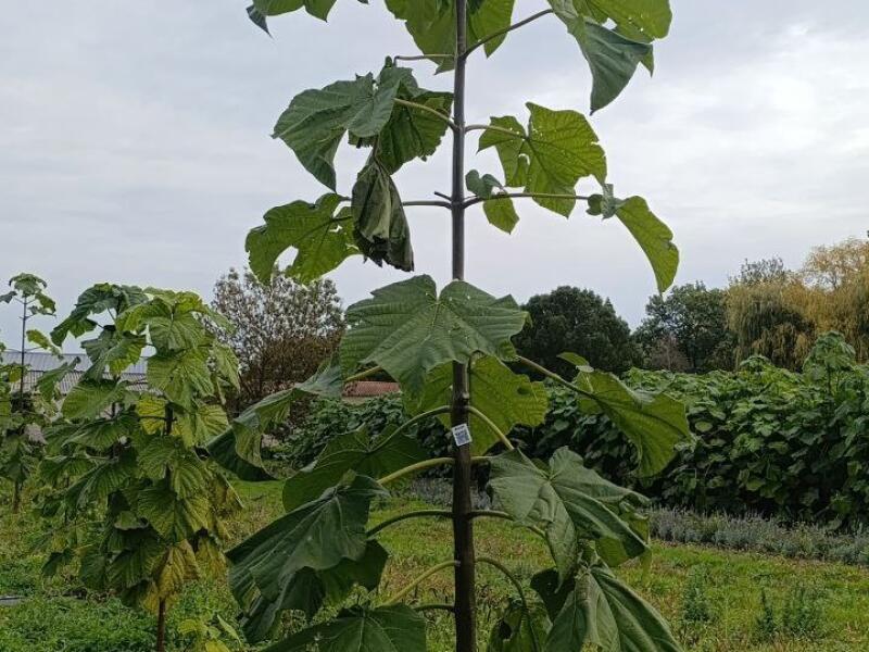 Paulownia en France