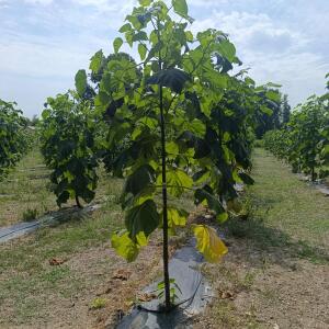 Paulownia en France