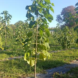 Paulownia en France - 17 October 2025