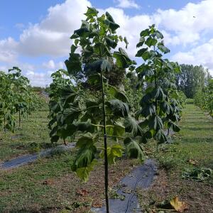 Paulownia en France
