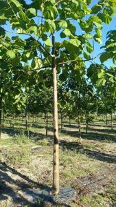 Paulownia en France