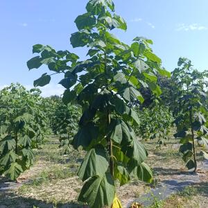 Paulownia en France