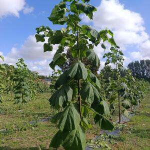 Paulownia en France