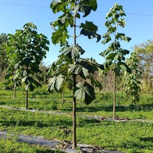 Paulownia en France - 17 October 2025