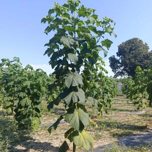 Paulownia en France