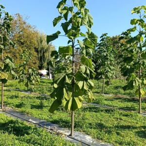 Paulownia en France - 17 October 2025