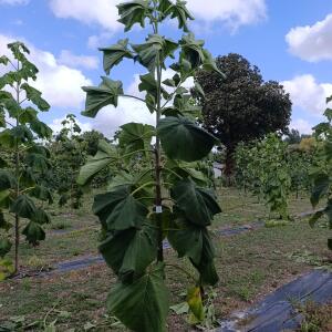 Paulownia en France