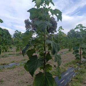 Paulownia en France