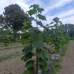 Paulownia en France