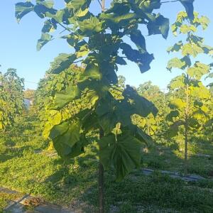 Paulownia en France